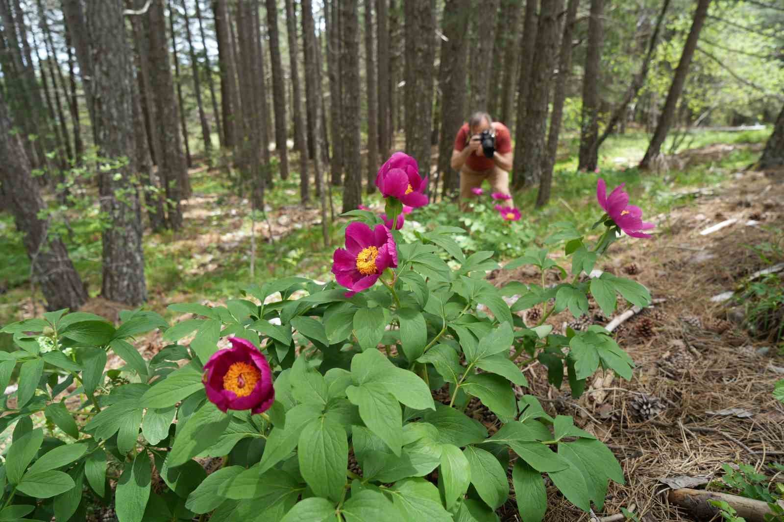 Kazdağları’nda yetişen endemik şakayık türünü koparmanın cezası 557 bin TL