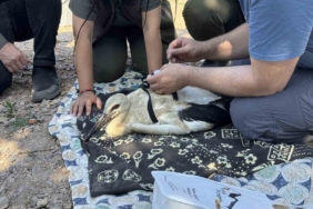 Yaren’in yavruları, uydudan takip edilecek