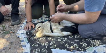 Yaren’in yavruları, uydudan takip edilecek