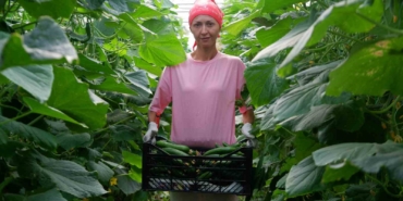 Devlet desteğiyle kurduğu serada taleplere yetişemiyor