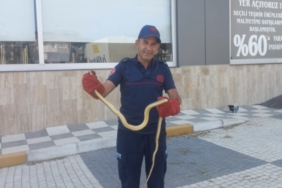 Gönen’de aracın motor bölümünden çıkan yılan paniğe neden oldu