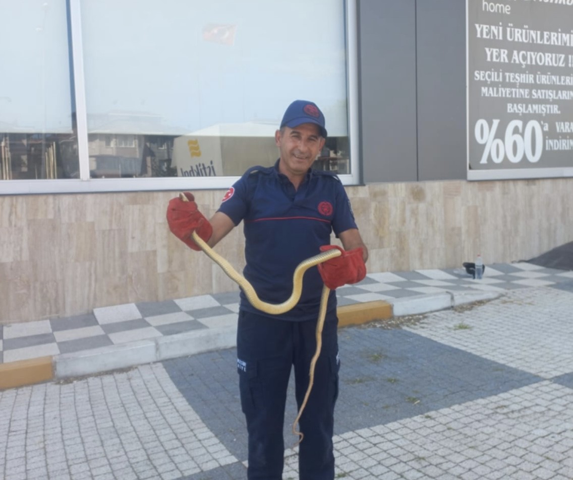 Gönen’de aracın motor bölümünden çıkan yılan paniğe neden oldu