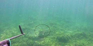 Marmara Denizi’nde bir ilk: Caretta caretta su altında görüntülendi