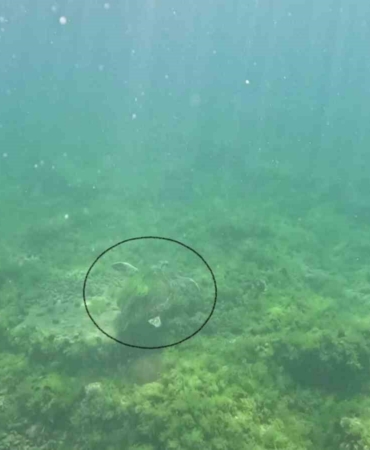 Marmara Denizi’nde bir ilk: Caretta caretta su altında görüntülendi