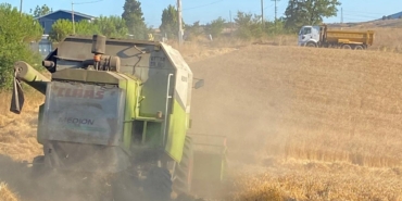 Belediyenin tarlasından ihtiyaç sahiplerinin sofrasına