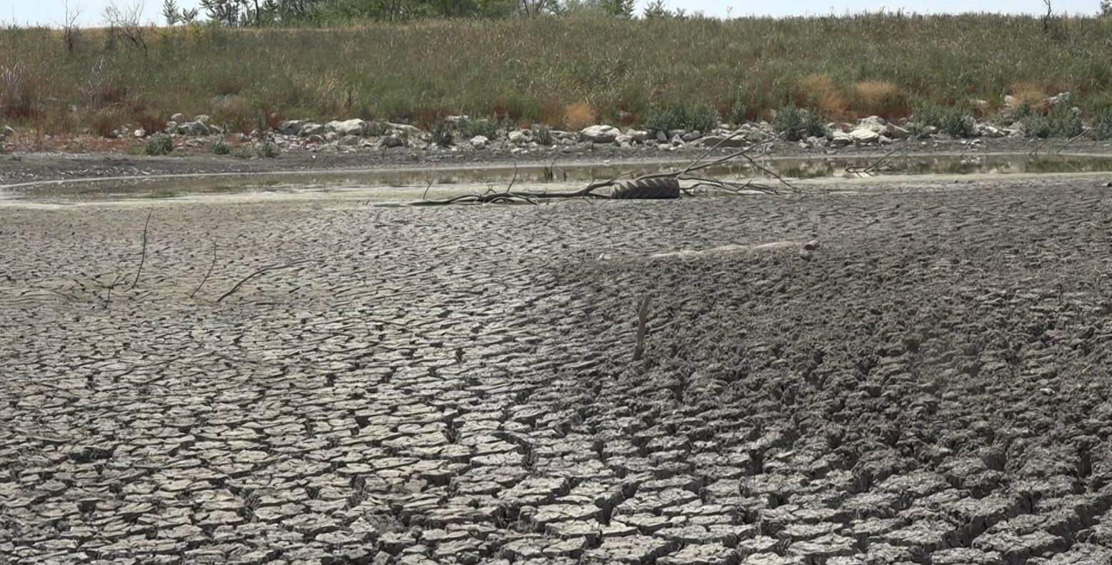 Aşırı sıcaktan kuruyan gölette balıklar telef oldu