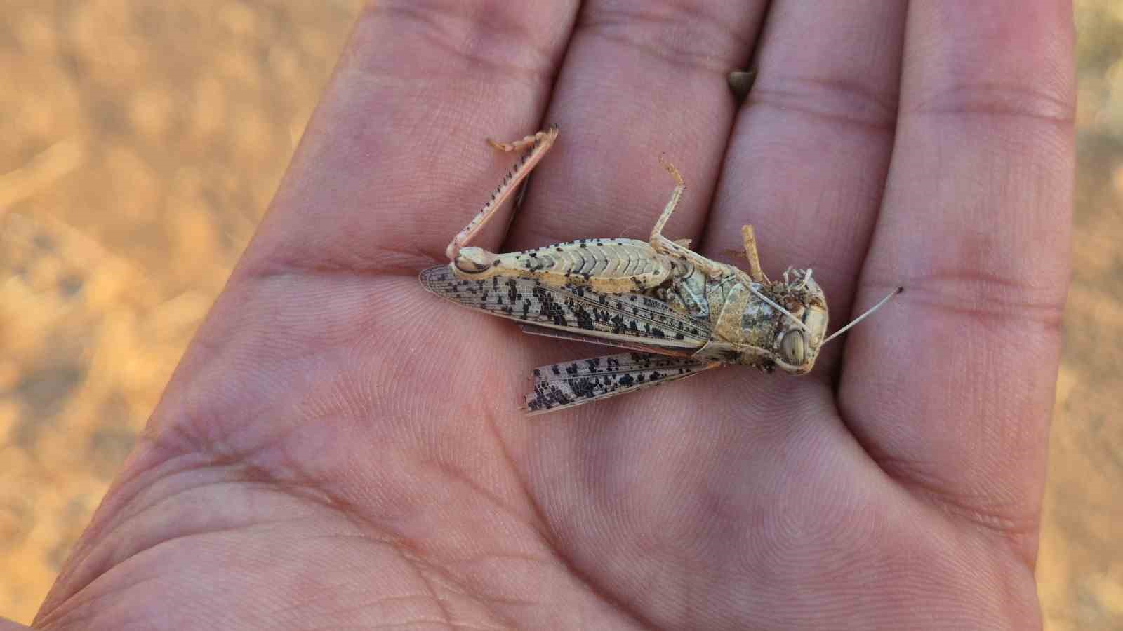 Tekirdağ’da çekirge istilası