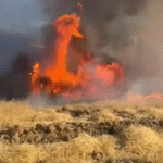 Yalova’da tarlada çıkan yangında yüzlerce saman balyası kül oldu
