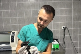 Yaralı saksağan kuşu tedavi altına alındı