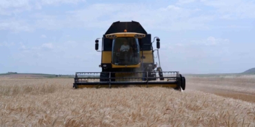 Türkiye’nin buğday merkezlerinden Edirne’de çiftçinin yüzü gülüyor