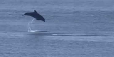 Yalova Esenköy’de yunus şov