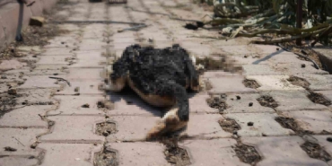 Bilecik’teki orman yangını ardında üzücü görüntüler bıraktı