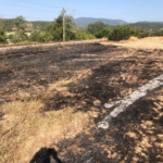 Bilecik’te anız yangını büyümeden söndürüldü