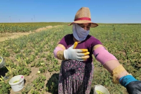 Keşan’ın altın değeri: Siğilli bamyası tarladan sofraya alın teriyle geliyor