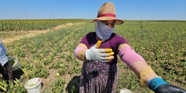 Keşan’ın altın değeri: Siğilli bamyası tarladan sofraya alın teriyle geliyor