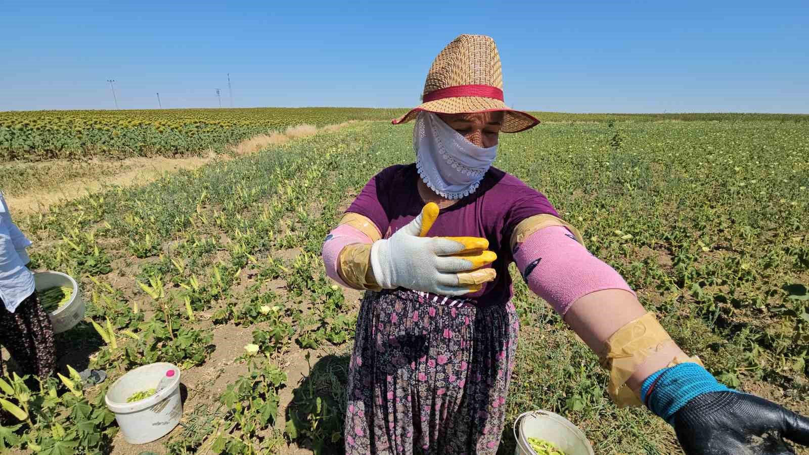 Keşan’ın altın değeri: Siğilli bamyası tarladan sofraya alın teriyle geliyor