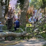 Üzerine ağaç dalı düşen genç kız hayatını kaybetti