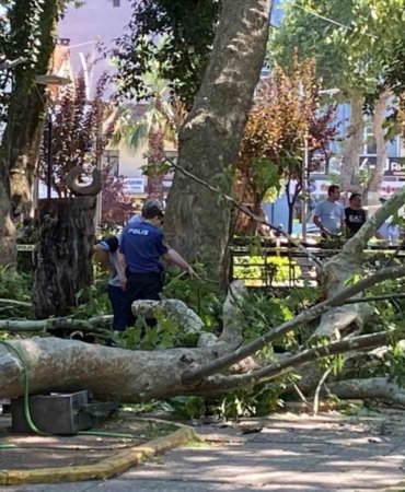 Üzerine ağaç dalı düşen genç kız hayatını kaybetti