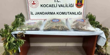 556 kök kenevir ve 5 kilo skunk ele geçirildi: 2 şüpheli tutuklandı