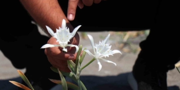 Güzelliğiyle büyülüyor, koparması cüzdanı yakıyor