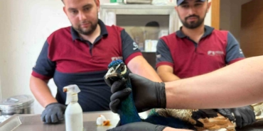 Pendik’te tavus kuşu ve atmaca kurtarma operasyonu: Doğaya kavuşacaklar