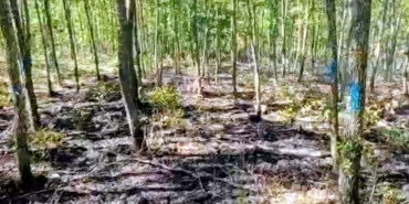 Bilecik’te orman yangını büyümeden söndürüldü