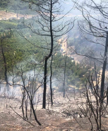 Bilecik’te orman yangını ekipler tarafından söndürüldü