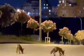 Başakşehir’de tilki sürüsü şehir merkezine indi