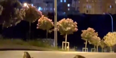 Başakşehir’de tilki sürüsü şehir merkezine indi