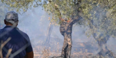 Ayvalık’ta yerleşim sitesinin yanında zeytinlik yangını