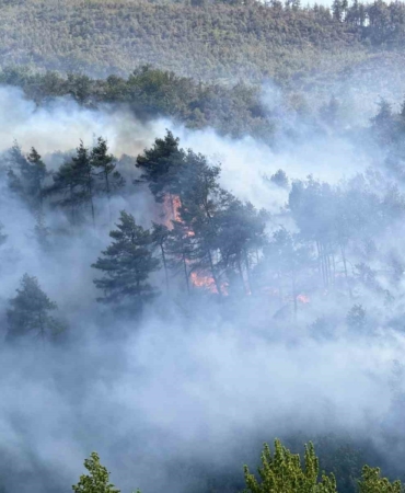 Sakarya’dan, Bilecik’e sıçrayan yangının çıkış sebebi belli oldu