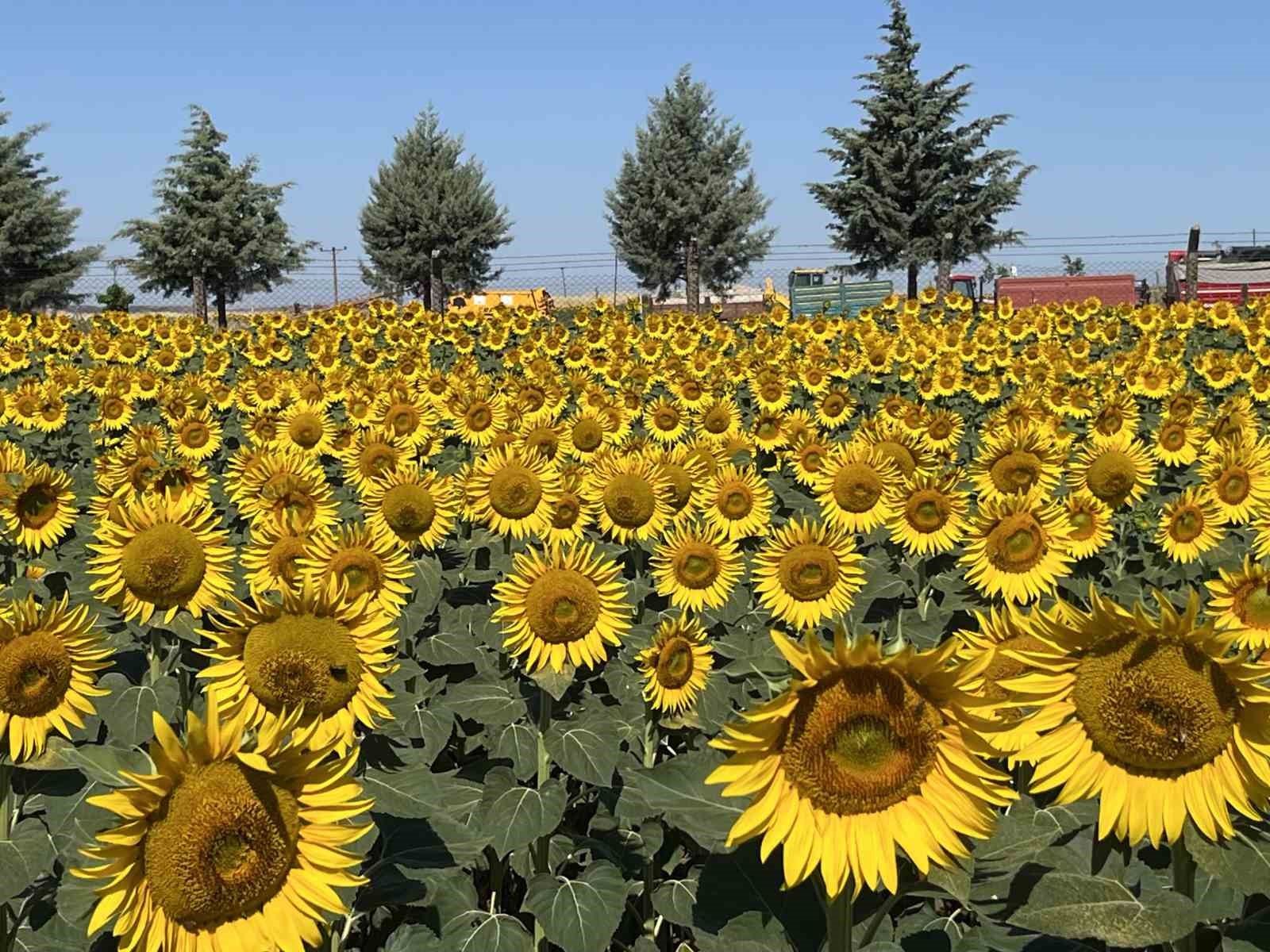 Tekirdağ’da görsel şölen: Ayçiçeği tarlaları sarıya boyandı