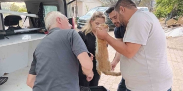 Yangından etkilenen hayvanlar unutulmadı