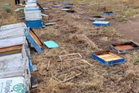 Hayrabolu’da hortum, arı kovanlarına zarar verdi: 163 kovan devrildi