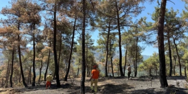 Taraklı’da yanan ormanlık alan yeniden hayat bulacak