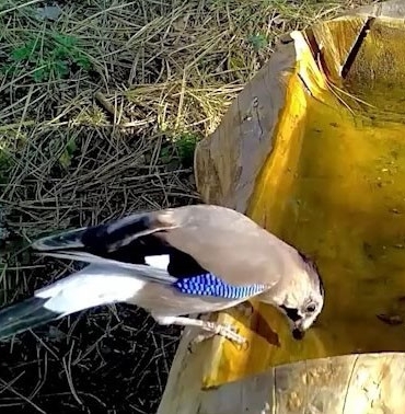 Ormanların renkli sesi alakarga Uludağ’da görüntülendi