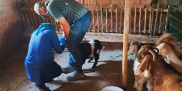 Edirne’de küçükbaş hayvanlara brusella aşısı uygulandı