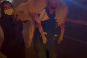 Yangın bölgesindeki hayvanların tahliyesi için seferber oldular