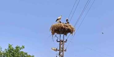 Anne şevkatiyle yaralı leyleğe sahip çıktı