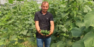 Modern seralarda hasat bereketi
