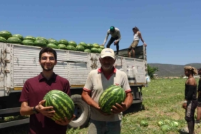 Tescilli Osmaneli karpuzunda hasat zamanı