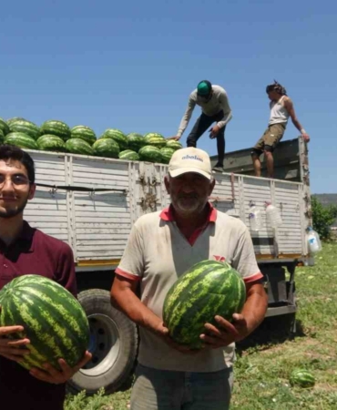 Tescilli Osmaneli karpuzunda hasat zamanı