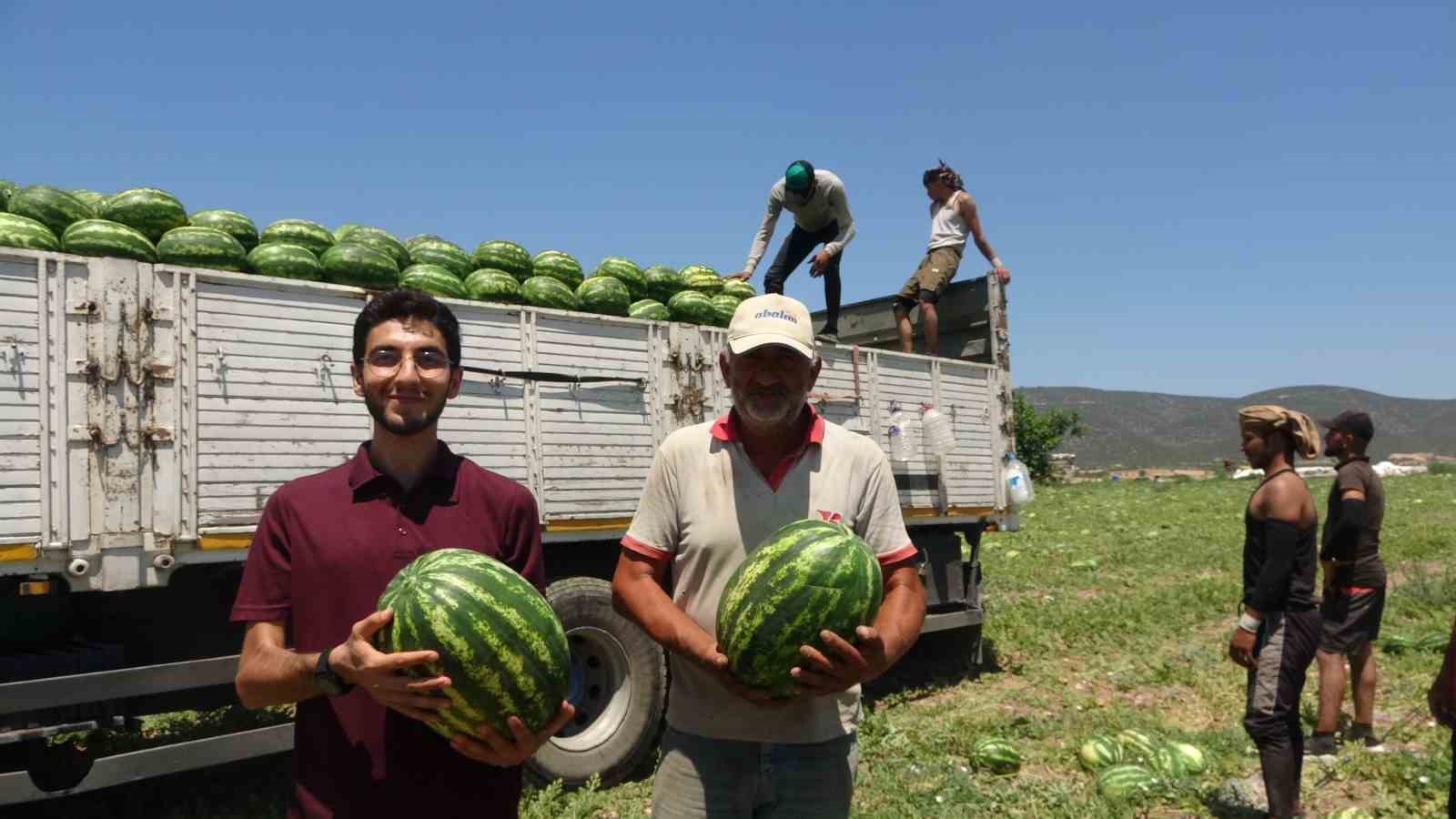 Tescilli Osmaneli karpuzunda hasat zamanı