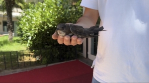 Şişli’de yaralı ebabil kuşuna vatandaşlar sahip çıktı