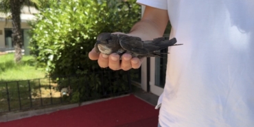 Şişli’de yaralı ebabil kuşuna vatandaşlar sahip çıktı