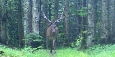 Bursa’nın dağlarında kızıl geyik, fotokapana takıldı