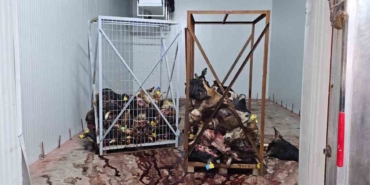 Gemlik’te sağlıksız şartlarda istiflenmiş çok sayıda hayvan kafası bulundu