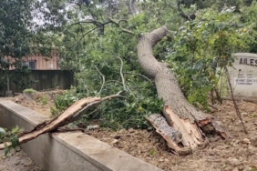 Sarıyer’de yaş ağaç mezarlıkların üzerine devrildi