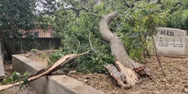 Sarıyer’de yaş ağaç mezarlıkların üzerine devrildi