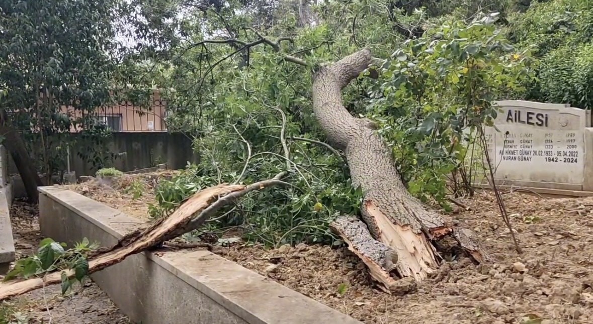Sarıyer’de yaş ağaç mezarlıkların üzerine devrildi